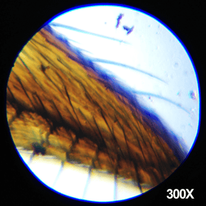 48-piece-microscope-science-kit-91.png