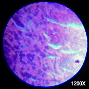 48-piece-microscope-science-kit-95.png