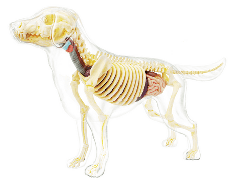 4d-full-skeleton-dog-94.png