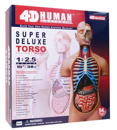 4d-human-anatomy-deluxe-torso-84.png