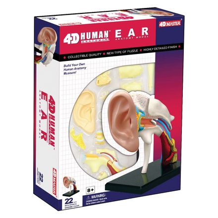 4d-human-anatomy-ear-model-68.png
