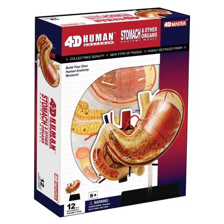4d-human-anatomy-stomach-other-organs-71.png