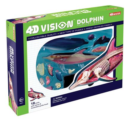 4d-vision-dolphin-anatomy-model-85.png