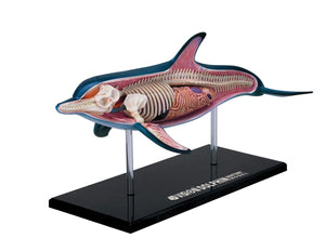 4d-vision-dolphin-anatomy-model-88.png