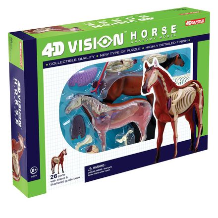 4d-vision-horse-anatomy-model-68.png