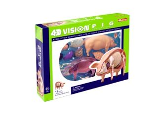 4d-vision-pig-anatomy-model-46.png