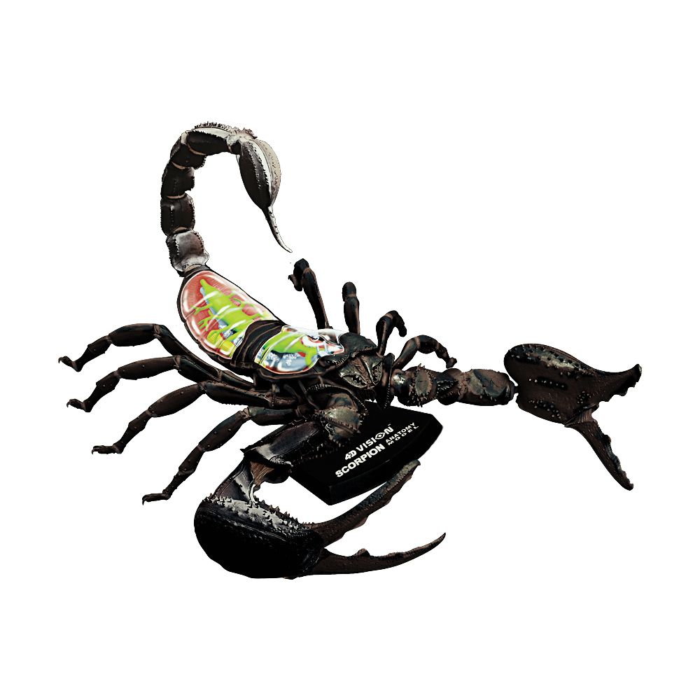 4d-vision-scorpion-anatomy-model-88.png