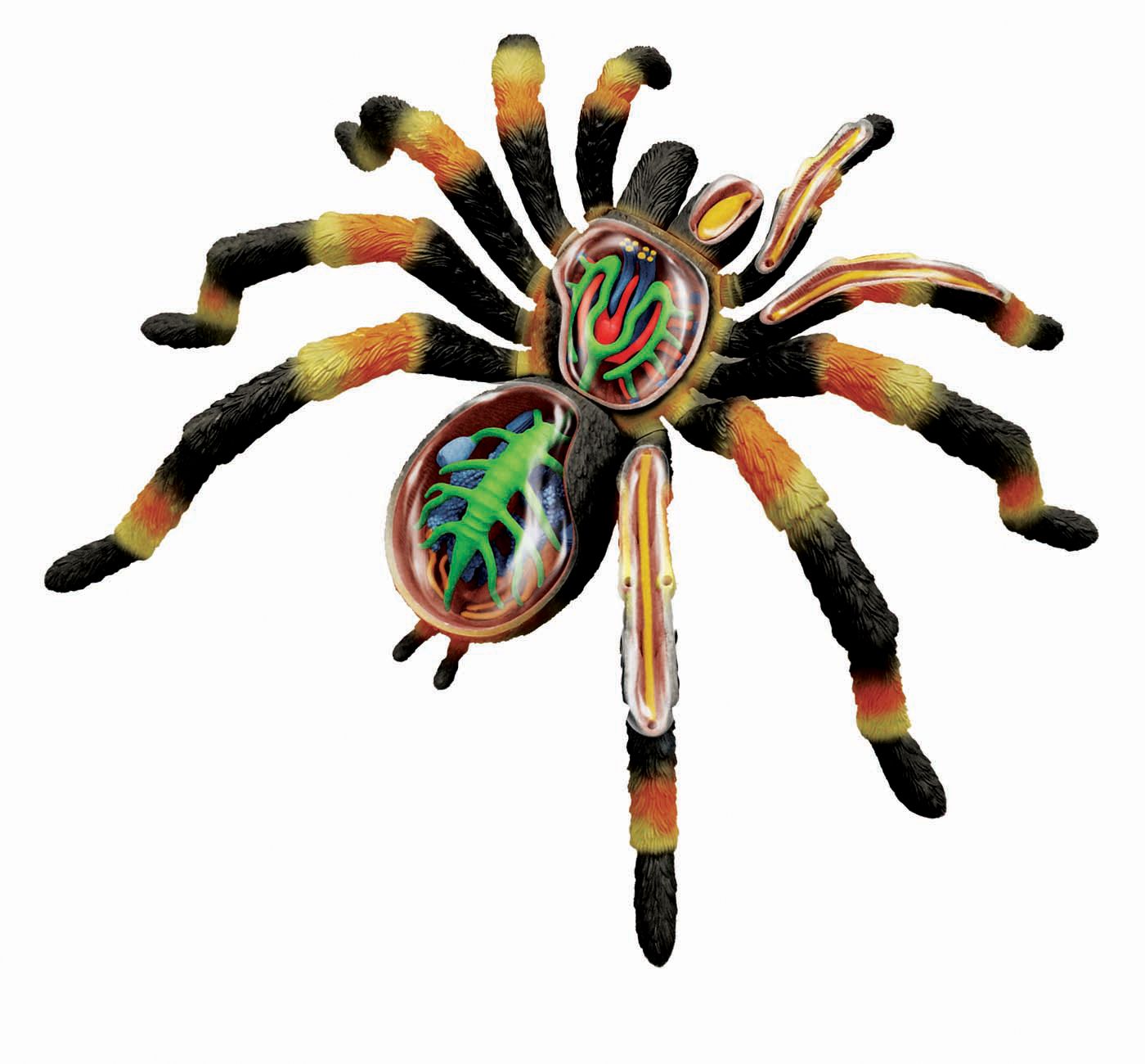 4d-vision-tarantula-spider-anatomy-model-102.png