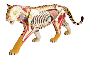 4d-vision-tiger-anatomy-50.png