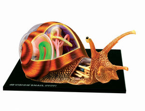 4d-vison-snail-anatomy-model-89.png