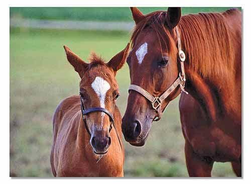 60-piece-mare-foal-jigsaw-puzzle-melissa-and-doug-41.png