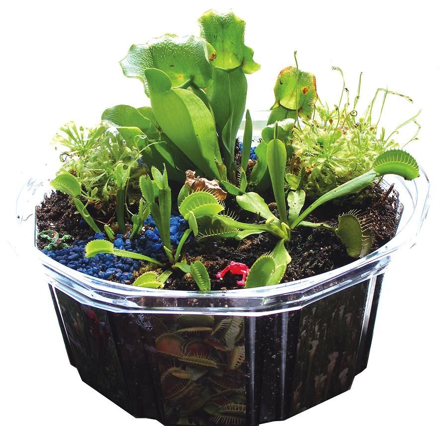 carnivorous-creations-grow-dome-terrarium-kit-raise-venus-fly-traps-more-46.png