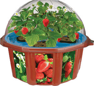 everbearing-strawberry-hydro-dome-43.png