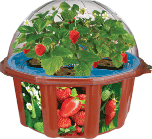 everbearing-strawberry-hydro-dome-43.png