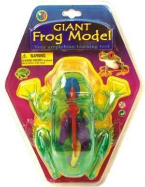 giant-visible-model-frog-is-see-through-51.png