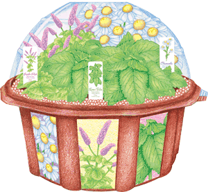 grow-a-tea-house-30.png
