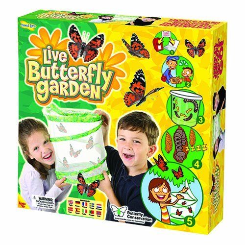live-butterfly-garden-hatching-kit-by-insect-lore-47.png