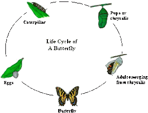 live-butterfly-garden-hatching-kit-by-insect-lore-48.png