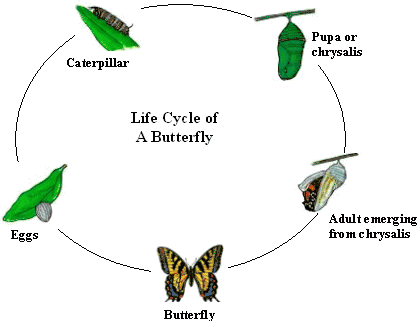 live-butterfly-garden-hatching-kit-by-insect-lore-48.png