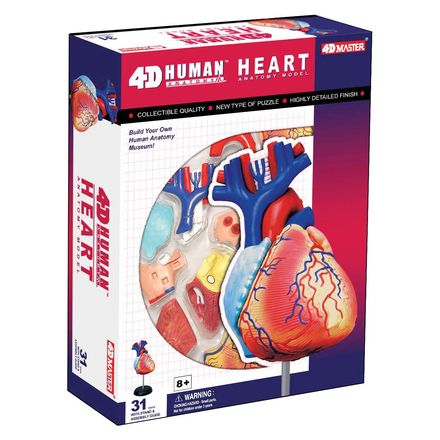 4-d-anatomy-heart-model-62.png
