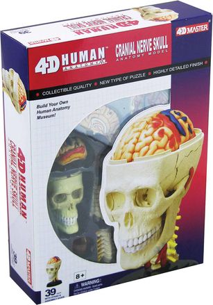4d-human-anatomy-cranial-nerve-skull-71.png