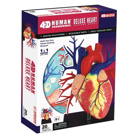 4d-human-anatomy-deluxe-heart-model-84.png