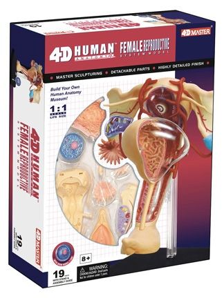 4d-human-anatomy-female-reproductive-system-69.png