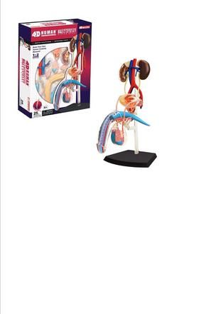 4d-human-anatomy-male-reproductive-system-35.png