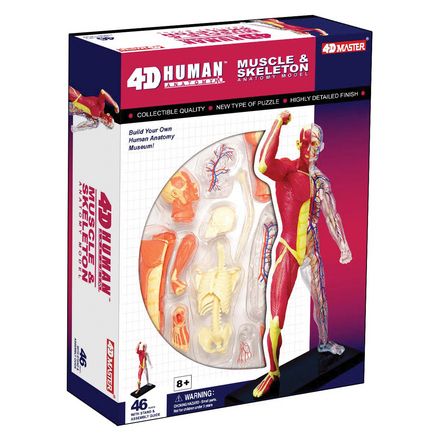 4d-human-anatomy-muscle-skeleton-model-55.png