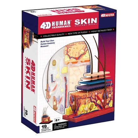 4d-human-anatomy-skin-model-84.png