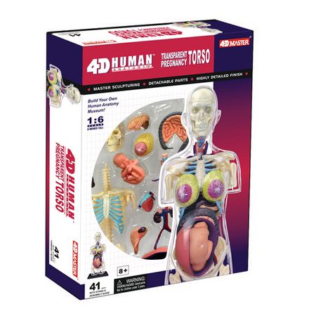 4d-pregnancy-anatomy-torso-50.png
