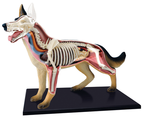 4d-vision-dog-anatomy-model-94.png