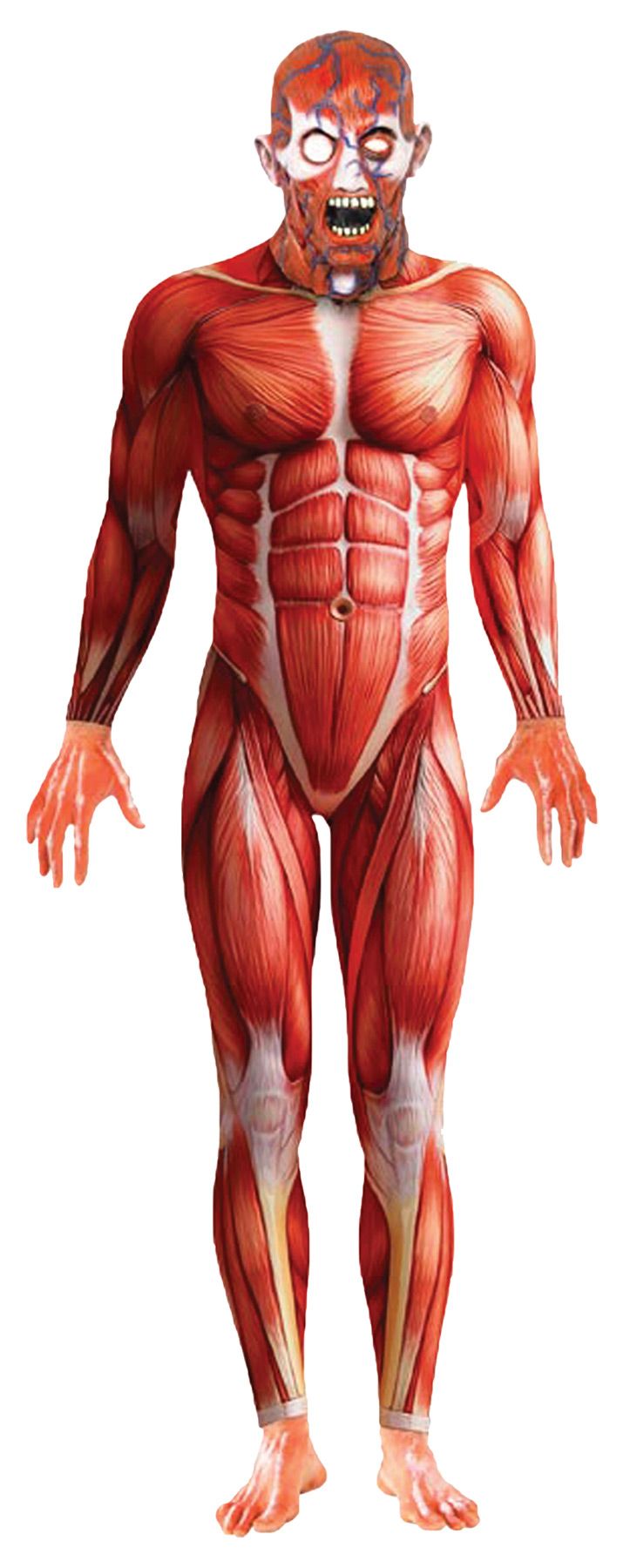 anatomy-man-large-adult-42-44-42.png