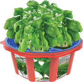 basil-hydro-dome-refill-pack-43.png