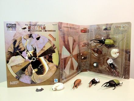 beetle-metamorphosis-24.png
