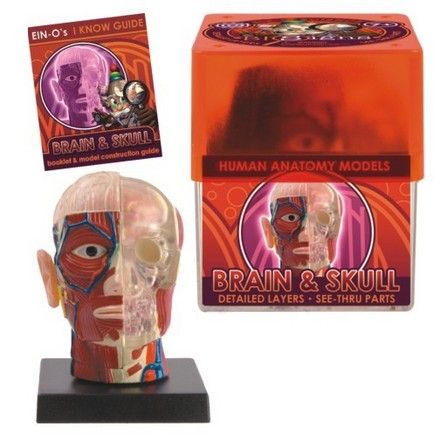biosigns-brain-and-skull-24.png