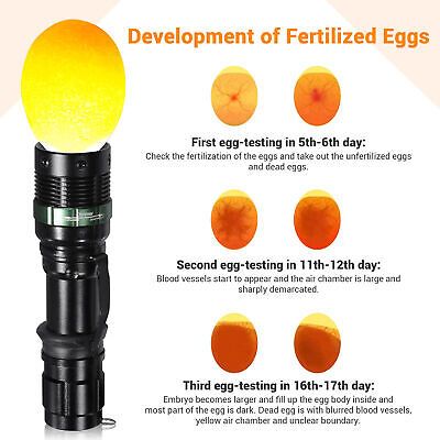 bright-led-egg-candler-tester-incubator-chicken-poultry-outdoor-camping-lamp-5w-63.png