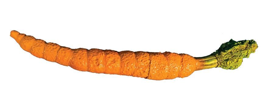 carrot-latex-prop-33.png