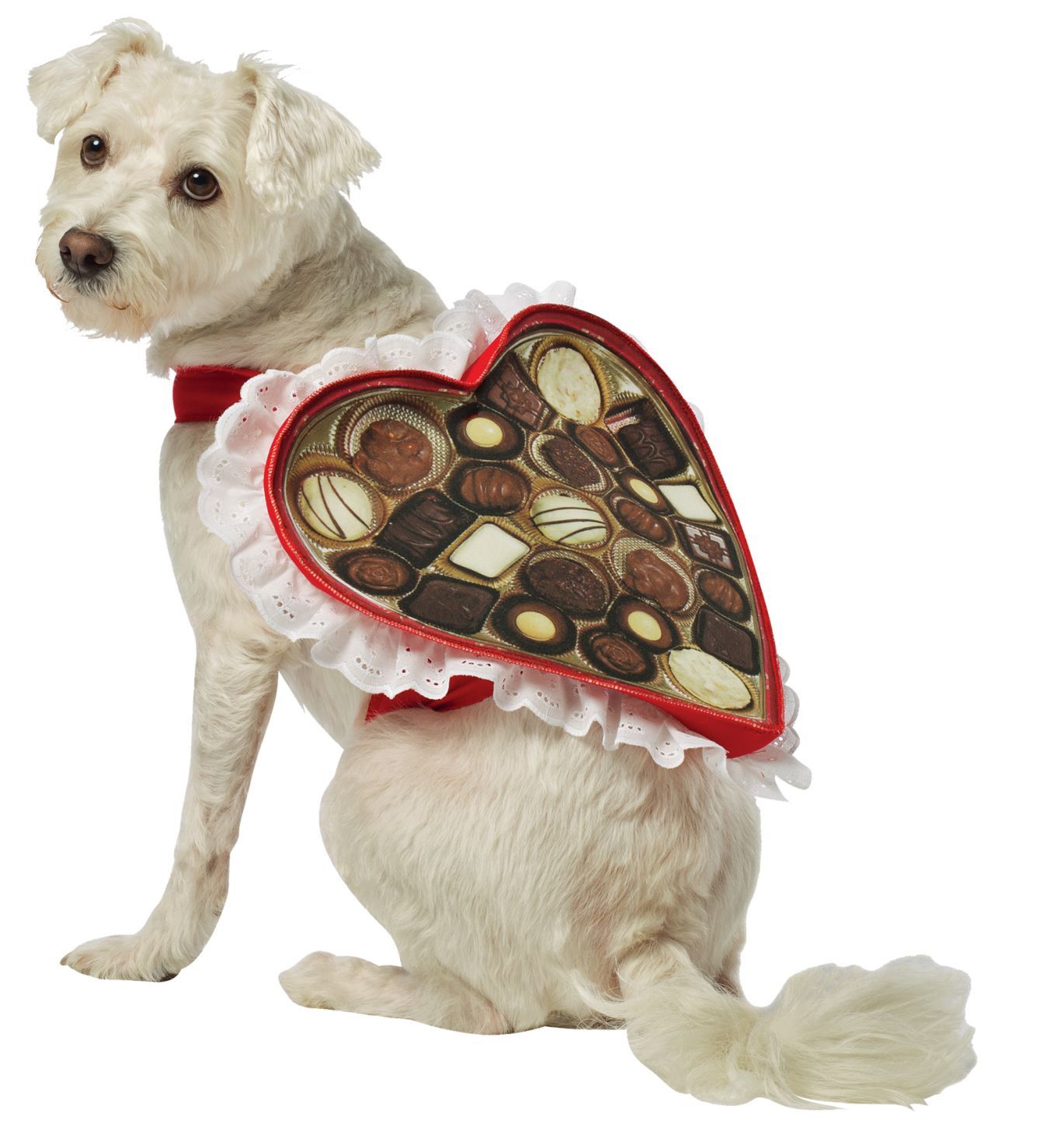 chocolate-box-dog-costume-lg-costume-20.png