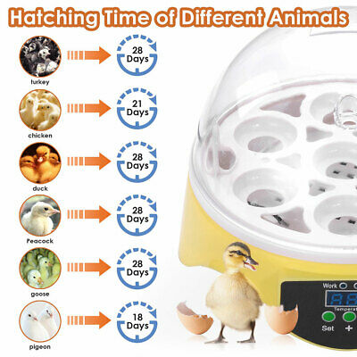 digital-mini-incubator-chicken-duck-bird-quail-hatcher-brooding-7-eggs-kids-gift-42.png