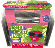 eco-plant-pals-grow-your-own-strawberry-sarah-24.jpg