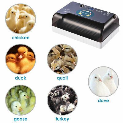 egg-incubator-9-35-chicken-brooder-bird-quail-digital-hatcher-lab-home-kids-gift-35.png