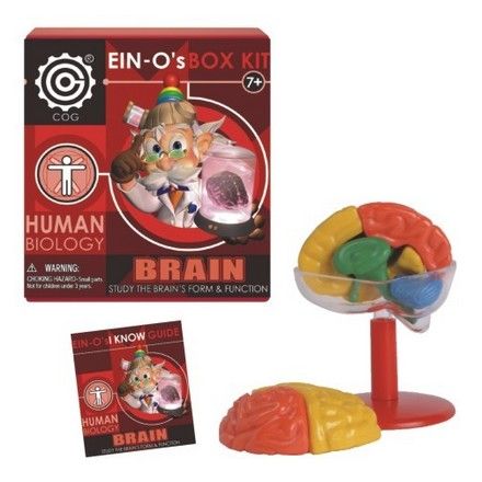 ein-o-s-human-brain-box-kit-24.png