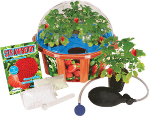 everbearing-strawberry-hydro-dome-41.png