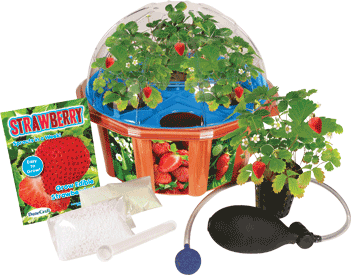 everbearing-strawberry-hydro-dome-41.png