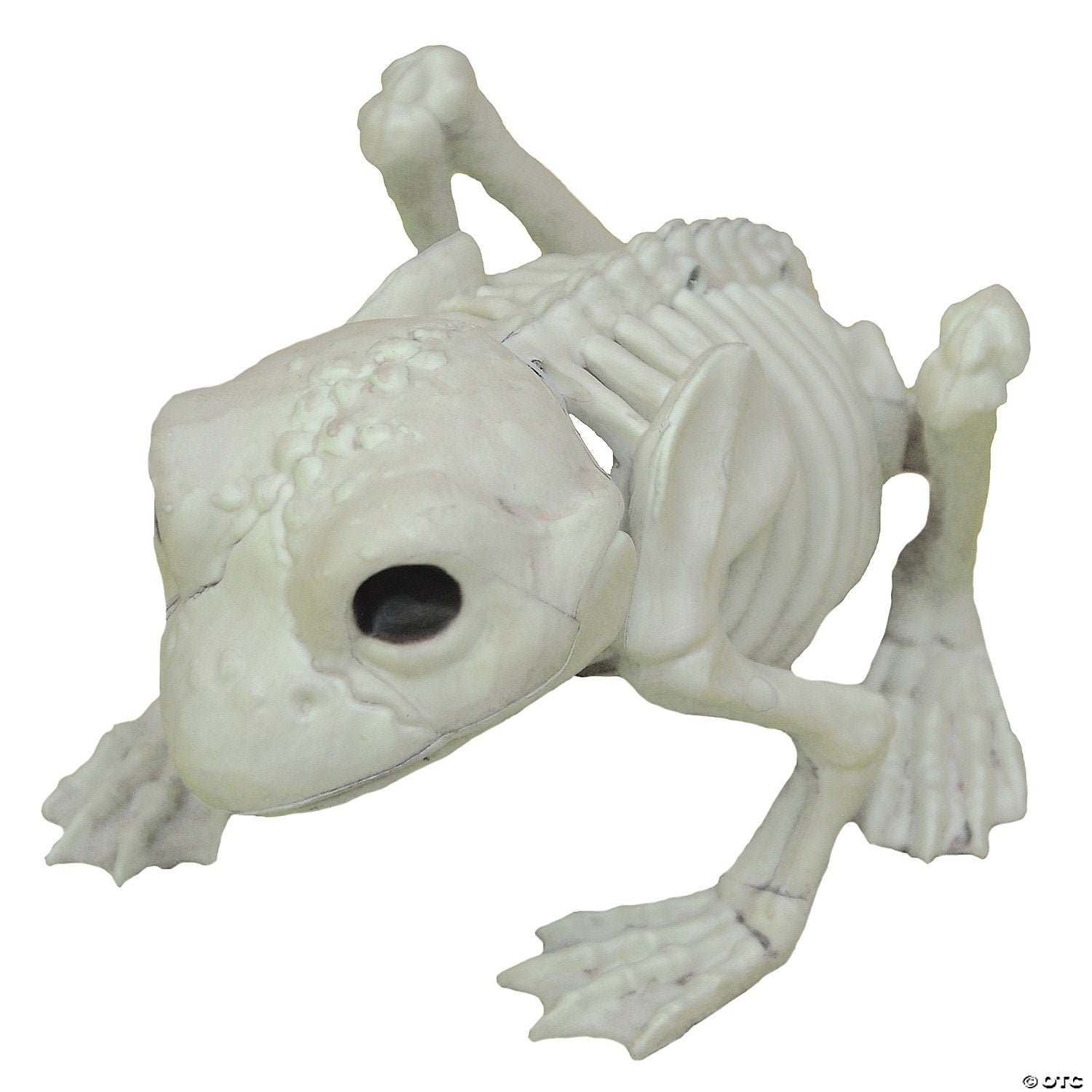 frog skeleton decoration~sez28044