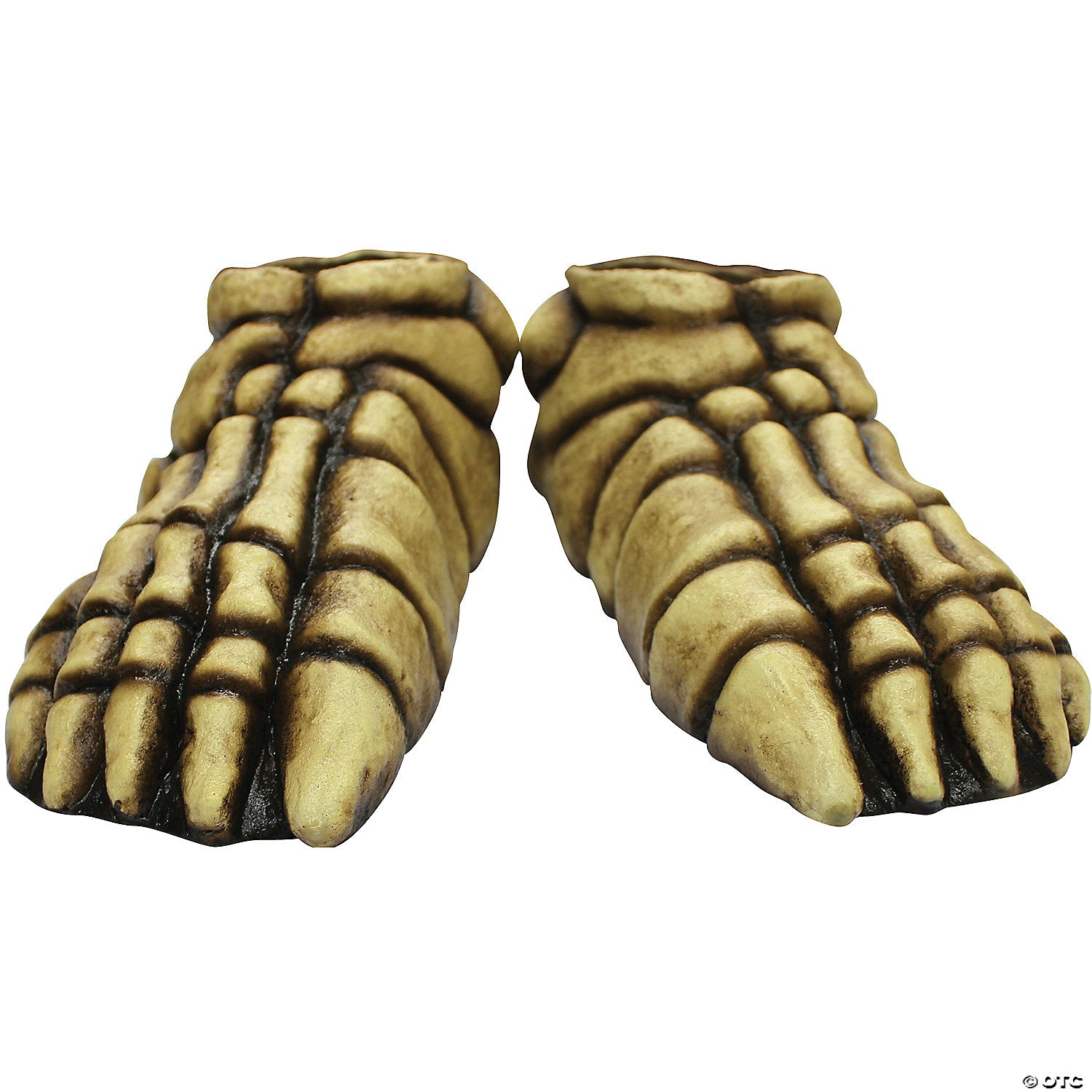 adults skeleton feet~tb25338