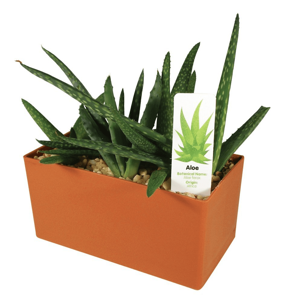 grow-your-own-indispensible-aloe-24.png