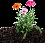 grow-your-own-seed-bombs-cut-flowers-mixture-44.png