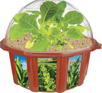 grow-your-own-tobacco-farm-24.jpg